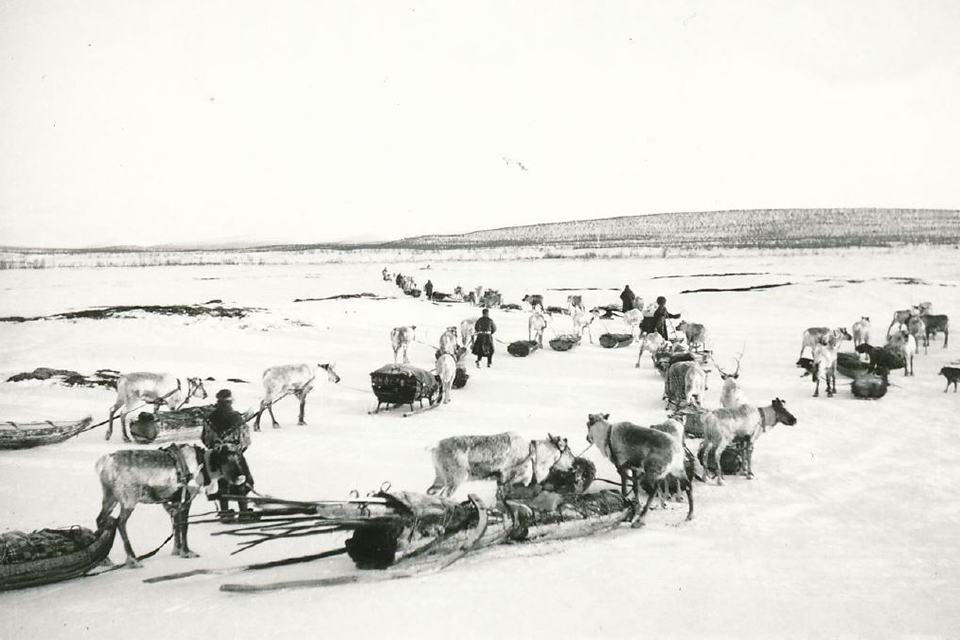 Vårflytt i Vassdalen, 1950-tal. Redan på 1600-talet var transporter med ren och ackja effektivt, längs den så kallade Kristinavägen mellan Nasafjäll och svenska kusten. Foto: Lars J. Walkeapää.