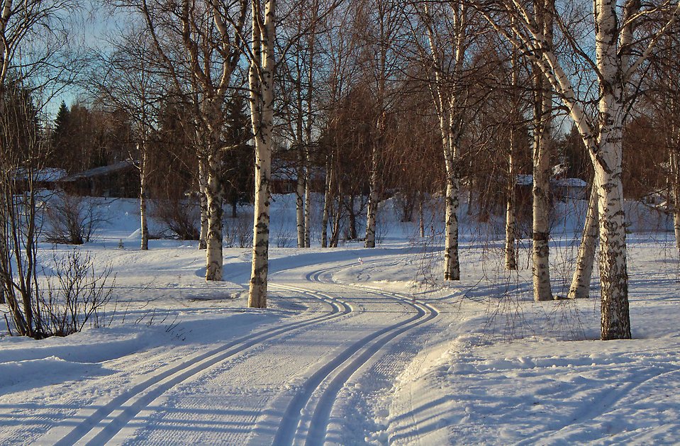 skidspår mellan björkträd